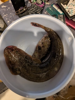マゴチの釣果