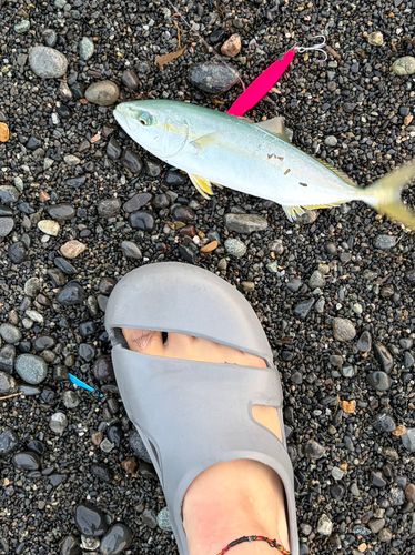 ショゴの釣果