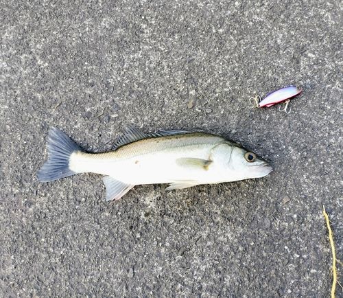 セイゴ（マルスズキ）の釣果