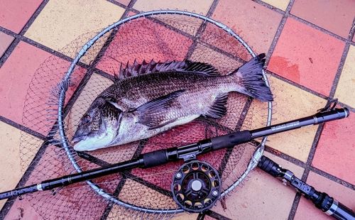 チヌの釣果