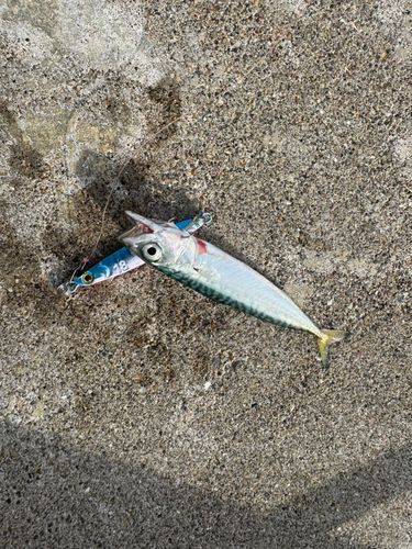 サバの釣果