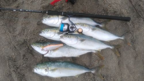 イナダの釣果