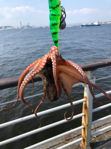 タコの釣果