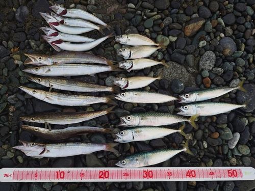 カマスの釣果