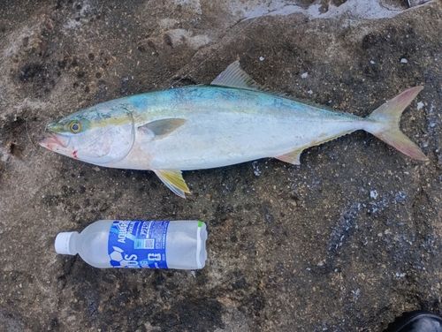 ハマチの釣果