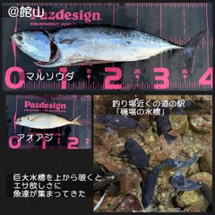 ソウダガツオの釣果