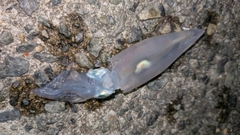 ケンサキイカの釣果