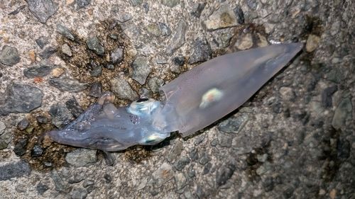 ケンサキイカの釣果