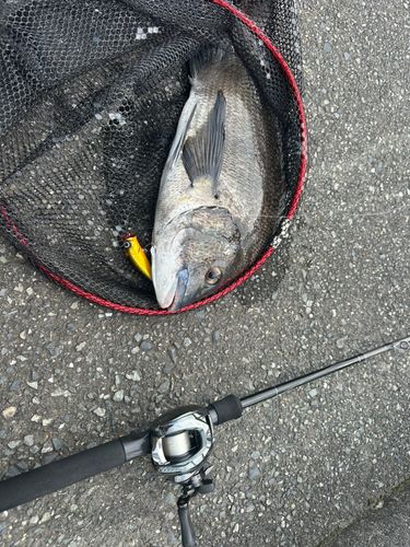 チヌの釣果