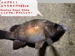 メバルの釣果