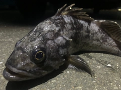 クロソイの釣果