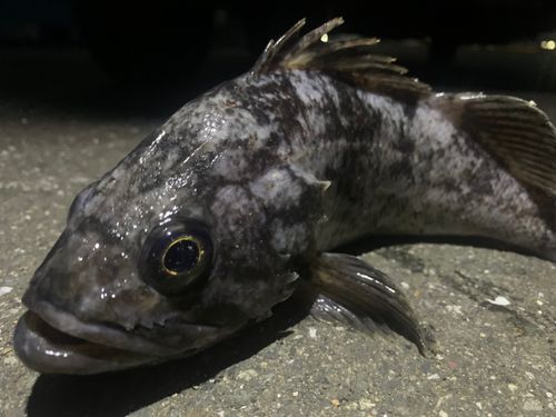 クロソイの釣果