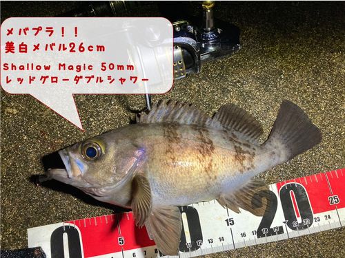 メバルの釣果
