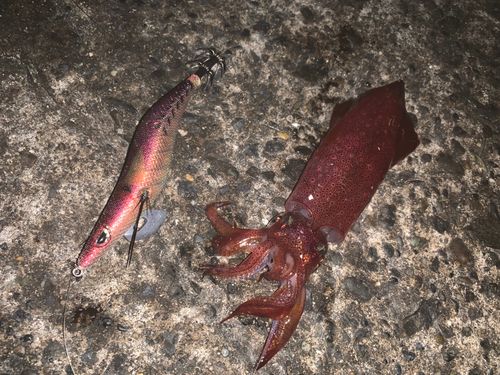 ケンサキイカの釣果
