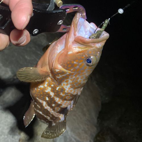 アコウの釣果