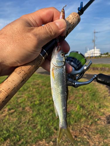 ハスの釣果