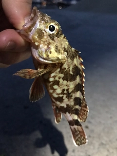 カサゴの釣果