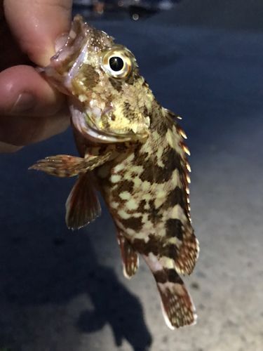 カサゴの釣果