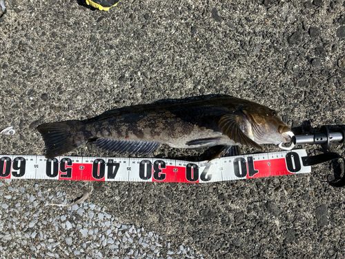 アイナメの釣果