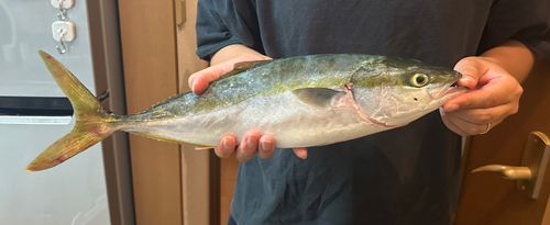 ハマチの釣果