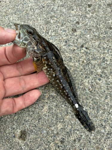 アナハゼの釣果