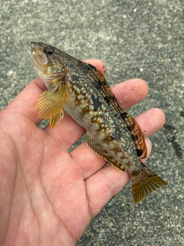 アイナメの釣果