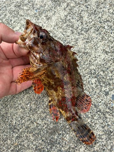 ヨロイメバルの釣果