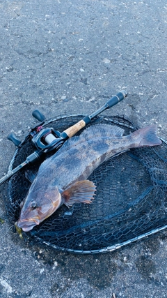 アイナメの釣果