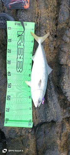 ハマチの釣果