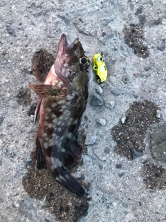 カサゴの釣果