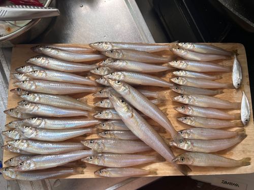 シロギスの釣果