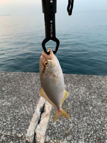 ショゴの釣果