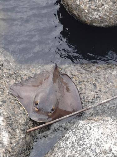 エイの釣果