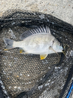 キビレの釣果