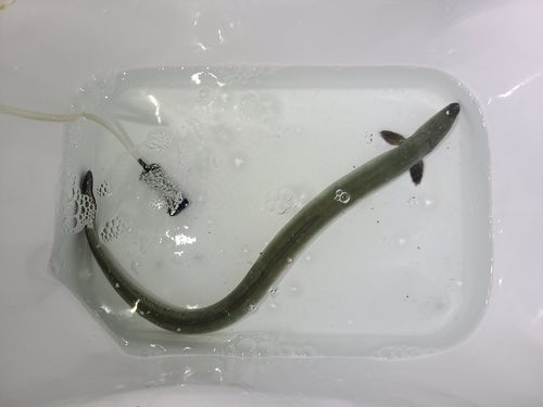 ウナギの釣果