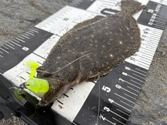 ヒラメの釣果
