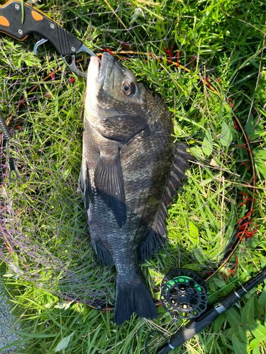チヌの釣果