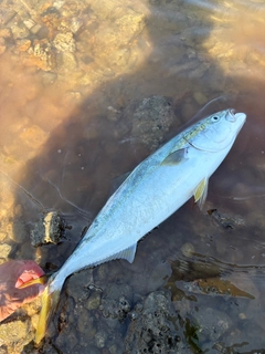 ハマチの釣果