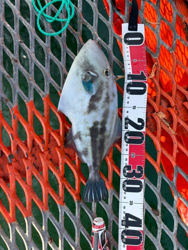 ウマヅラハギの釣果