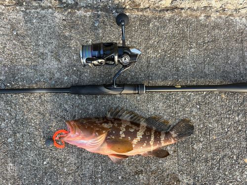 アコウの釣果