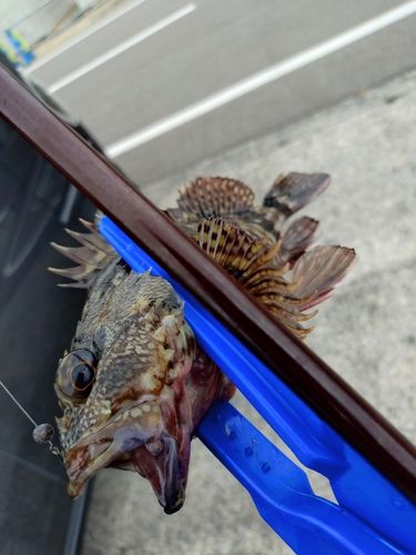 カサゴの釣果