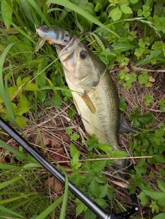 ブラックバスの釣果
