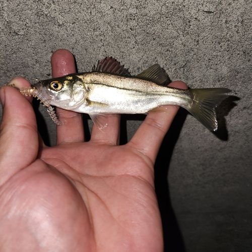 セイゴ（マルスズキ）の釣果