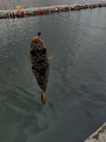 フグの釣果