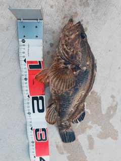 タケノコメバルの釣果