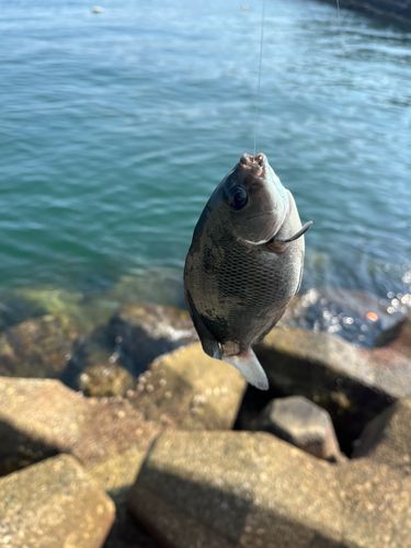 グレの釣果