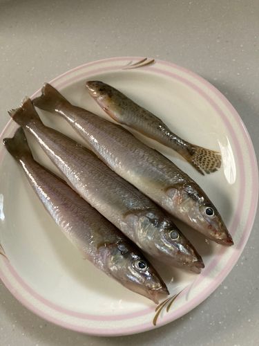 シロギスの釣果