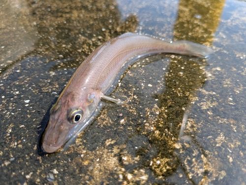 キスの釣果