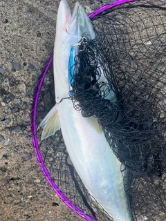 ワラサの釣果