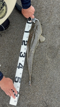 マゴチの釣果